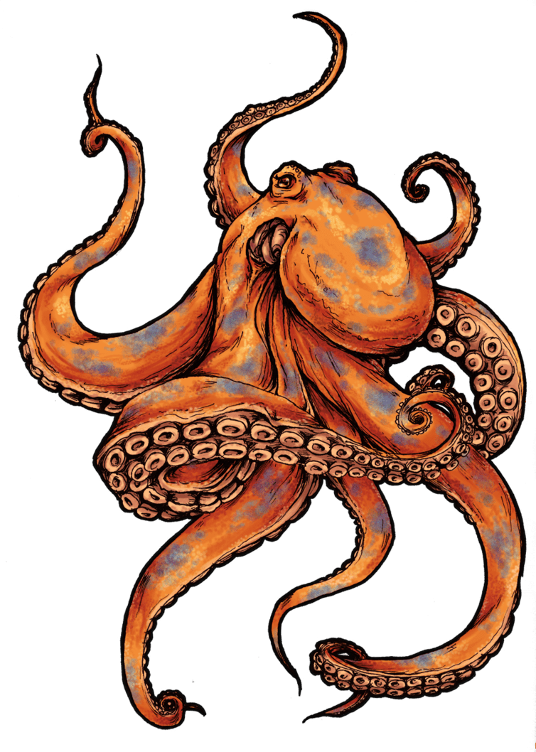 Octopus page clipart picture