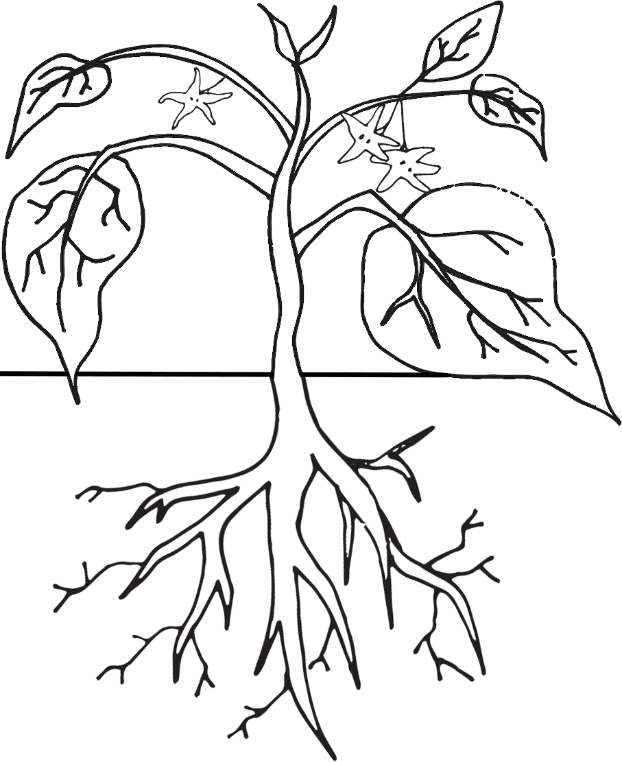 Plant life cycle clipart worksheet sketch coloring page picture