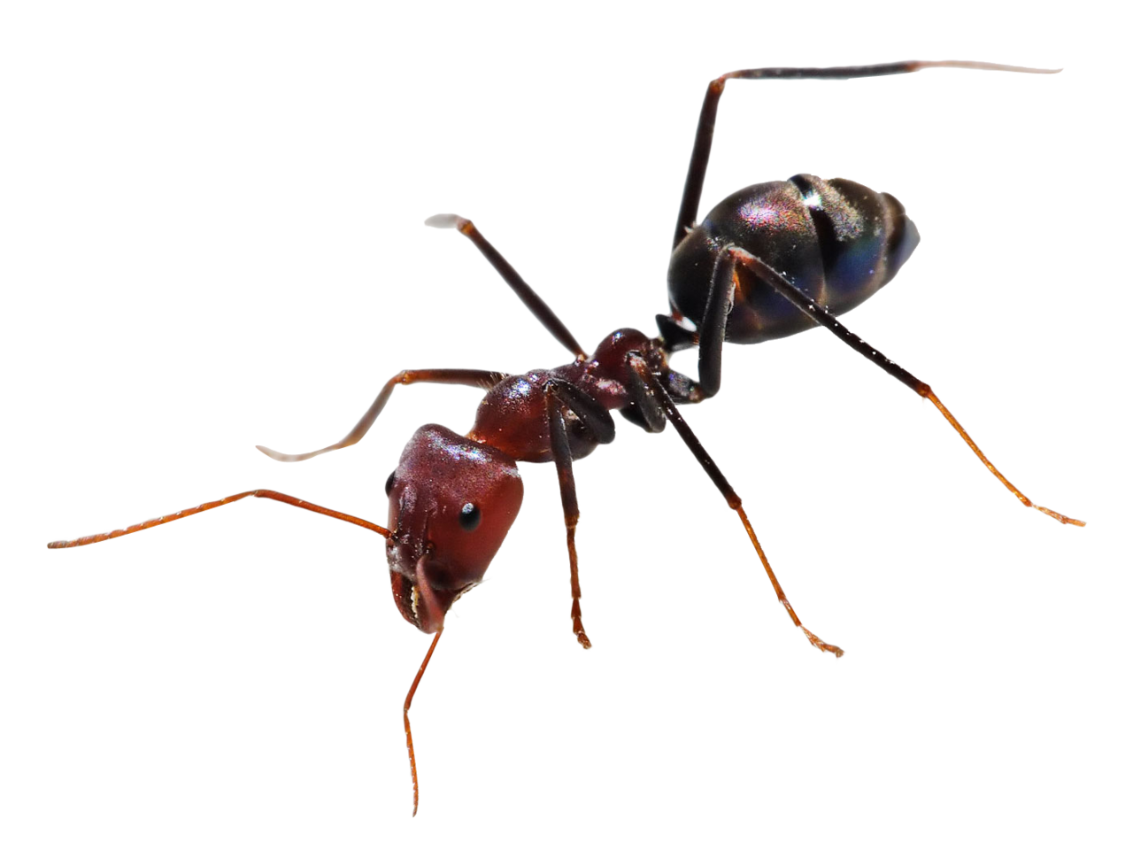 Ant image for clipart