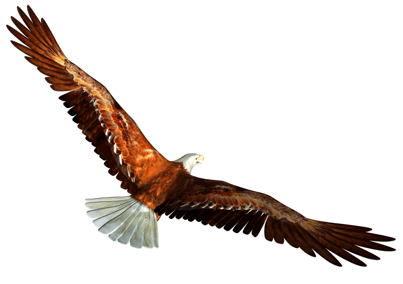 Animated bald eagle from beh clipart image