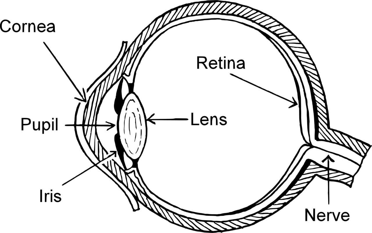 Eye diagram clipart free