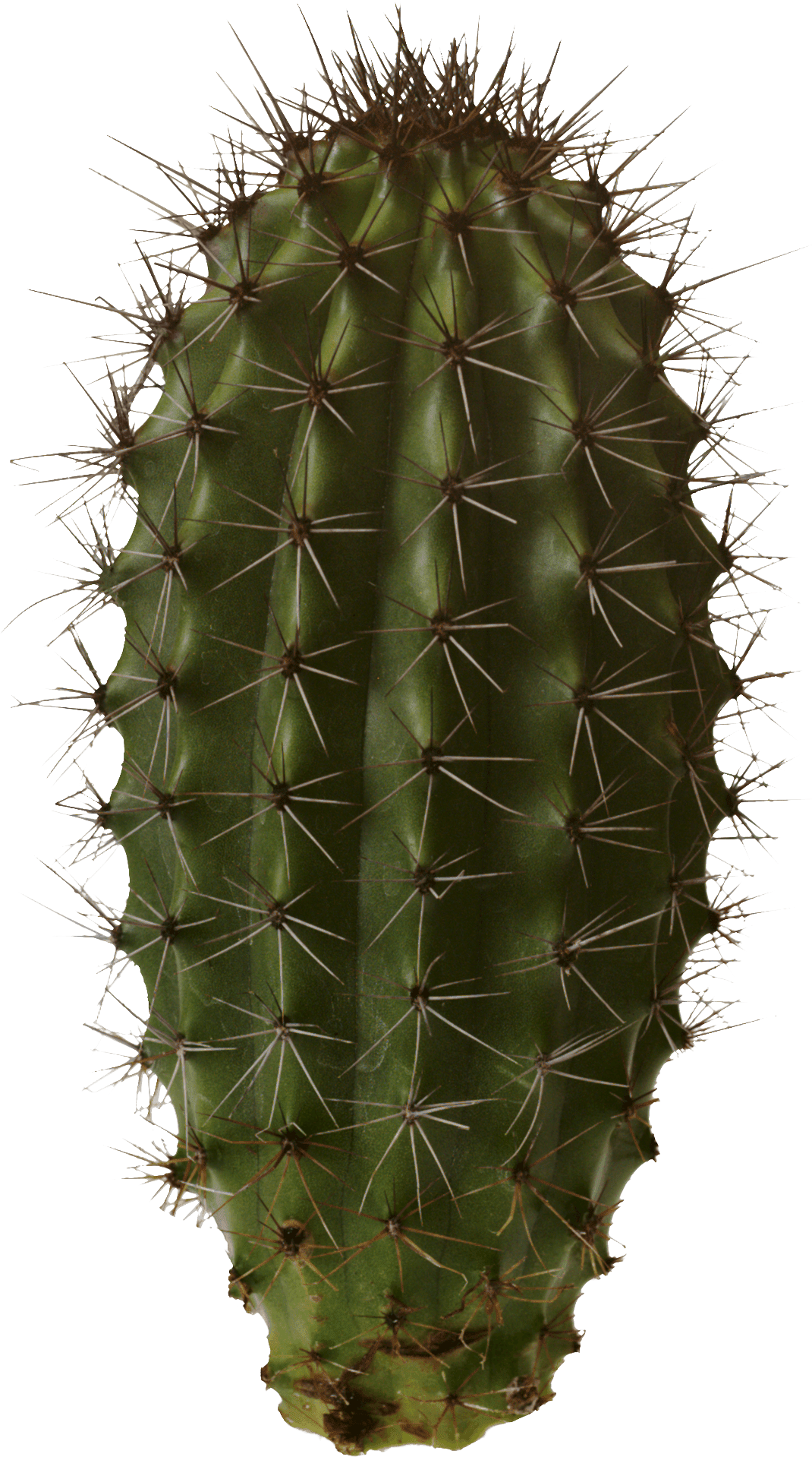 Isolated cactus stic clipart photo