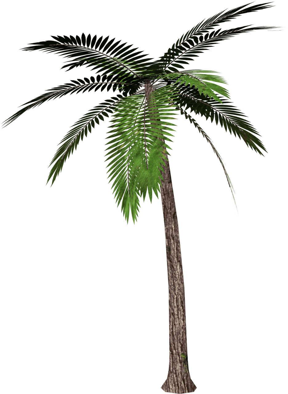 Palm tree image for clipart