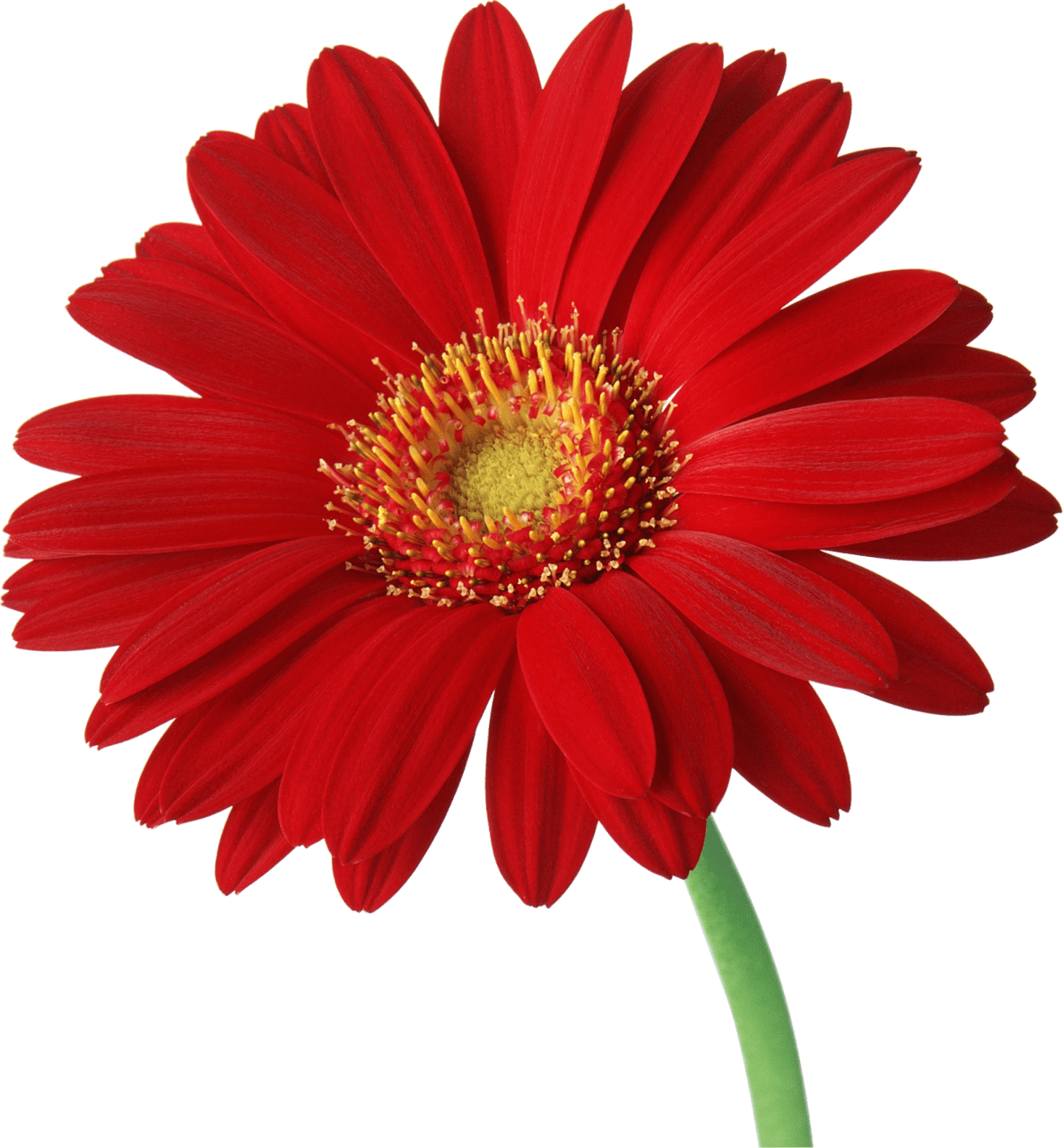 Daisy beautiful flowers rose clipart vector