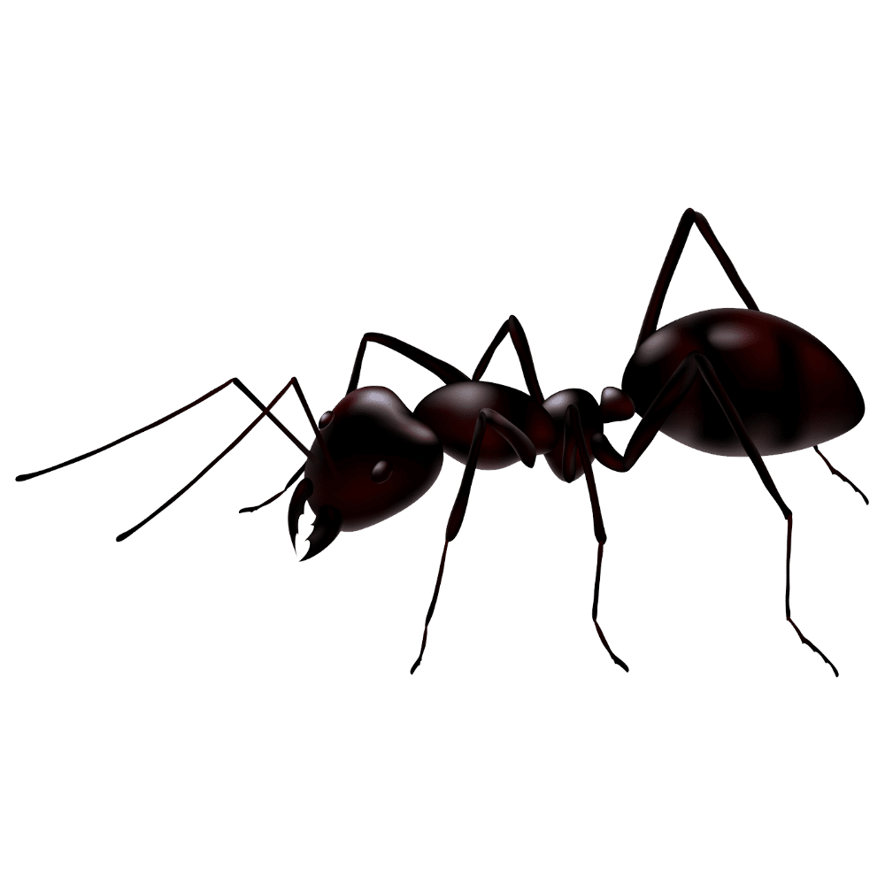 Ant images hd photo clipart