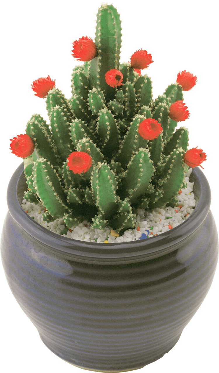 Cactus clipart picture 2