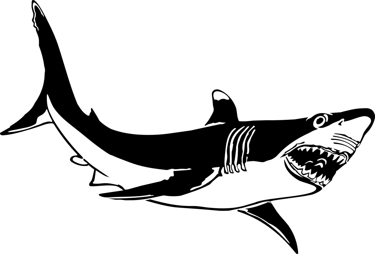 Shark clipart images