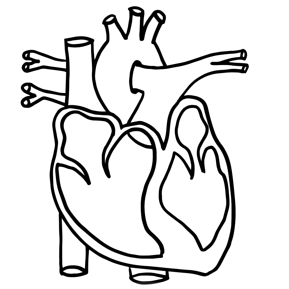 Science real heart clipart symbol image