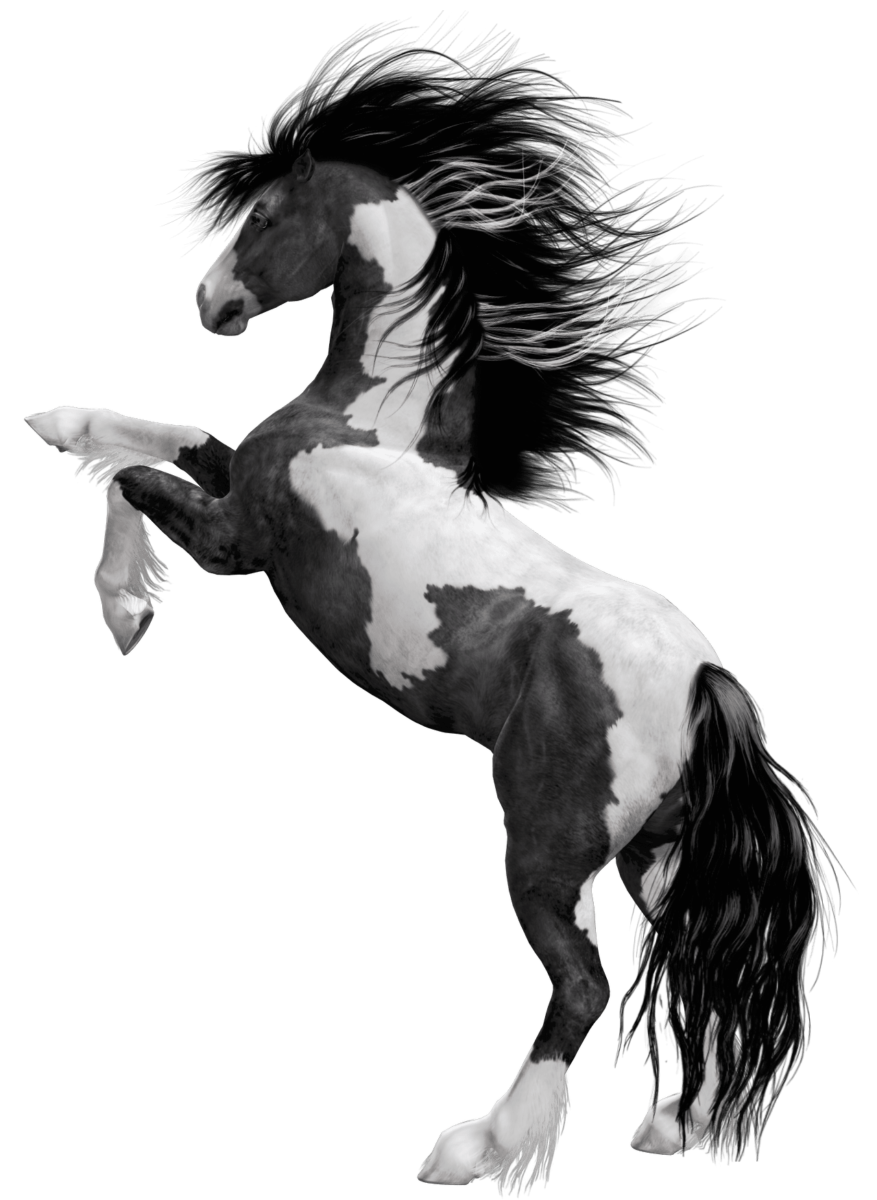 Black white horse clipart picture