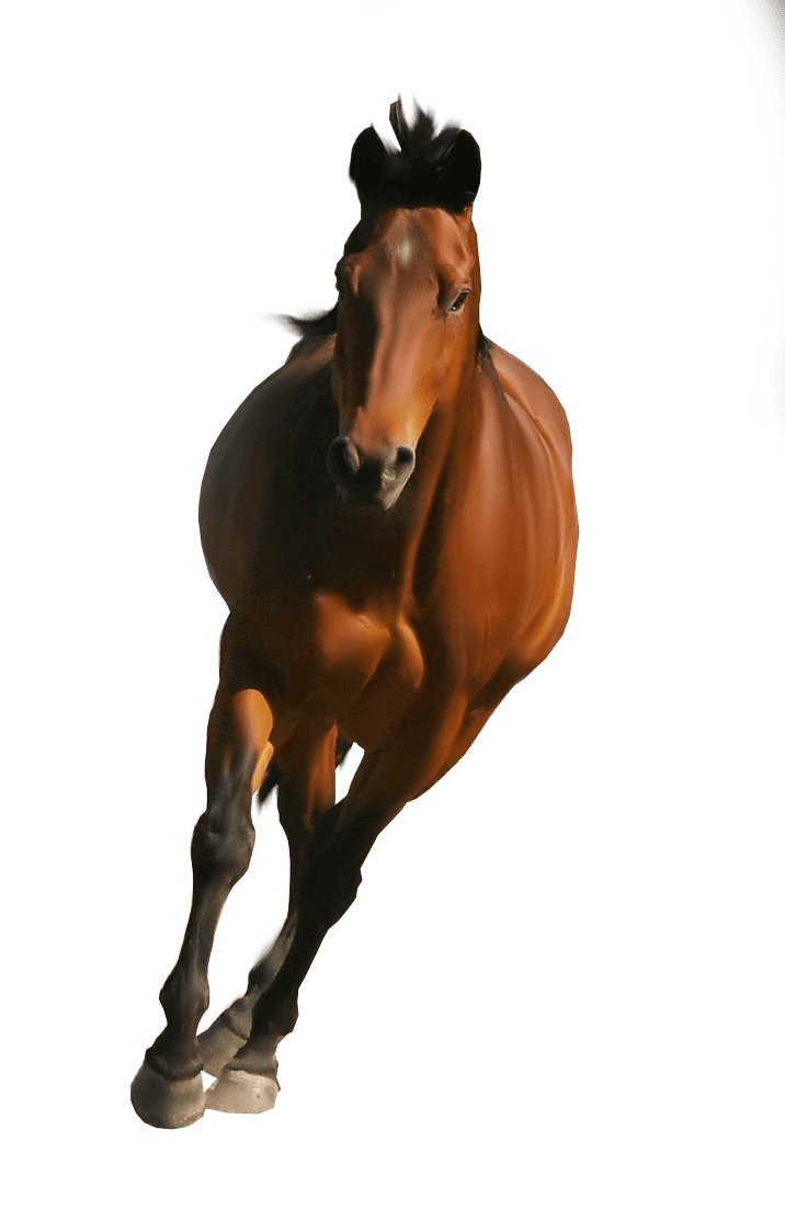 Brown horse clipart vector