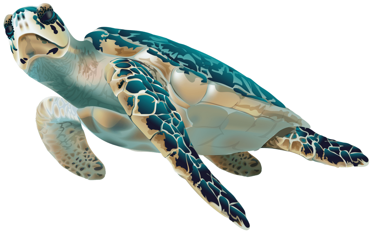 Sea turtle clipart image wikiclipart