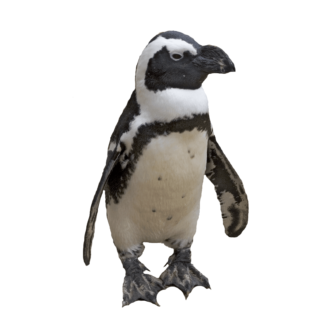 Penguin galapagos pengu images hd photo clipart