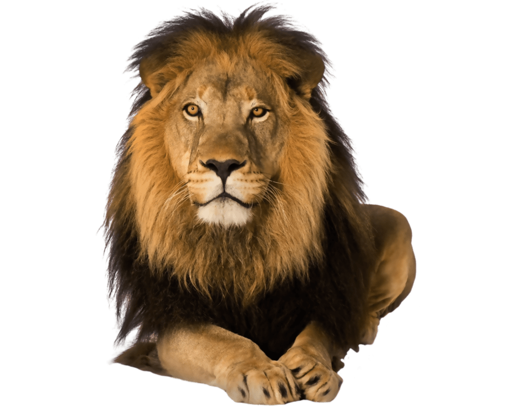 Lion google panthera leo photos poster clipart