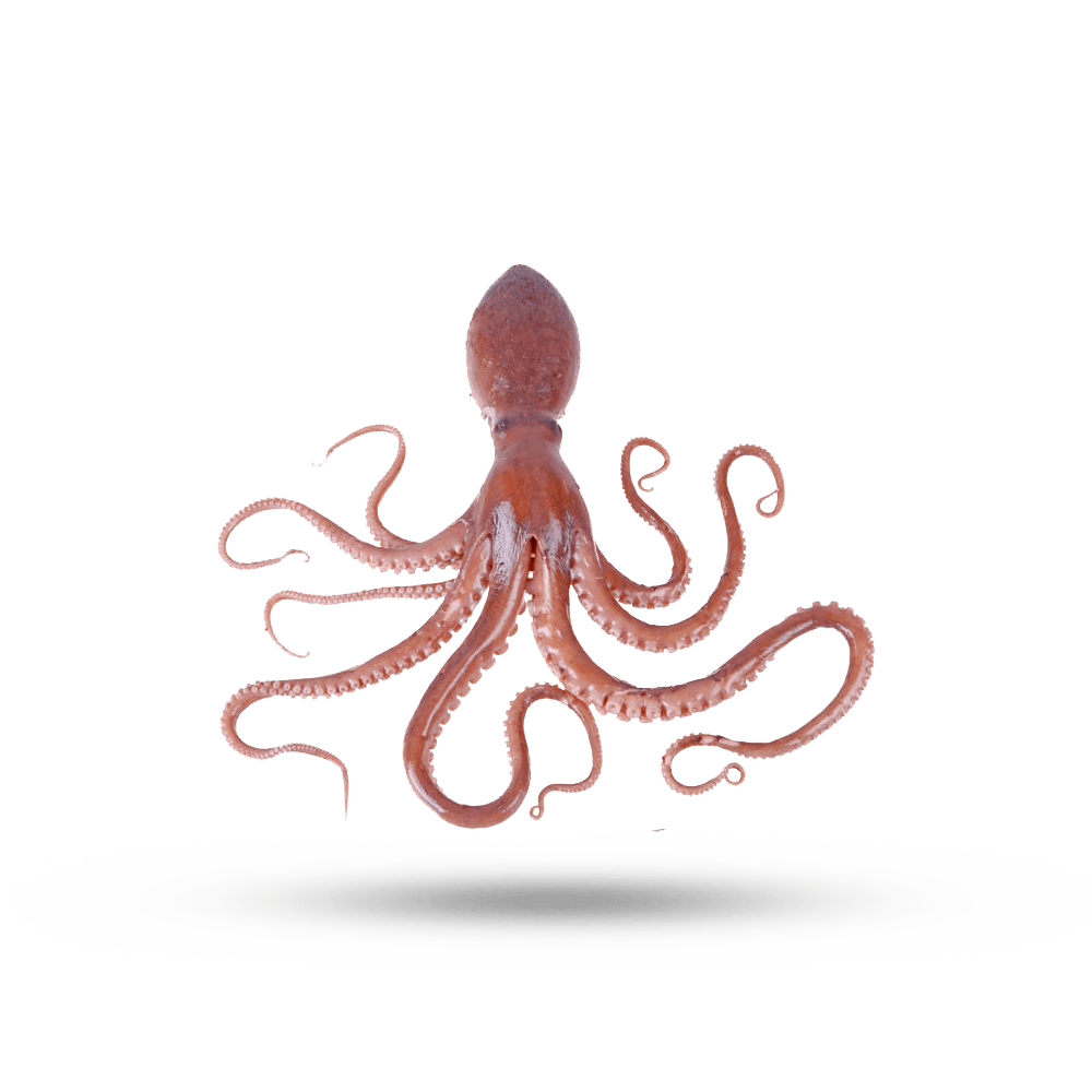 Octopus supreme lobster clipart transparent