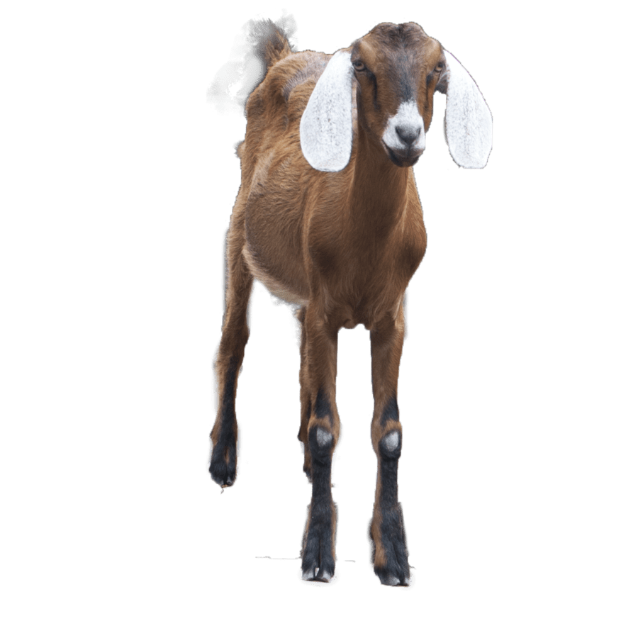 Brown goat clipart logo