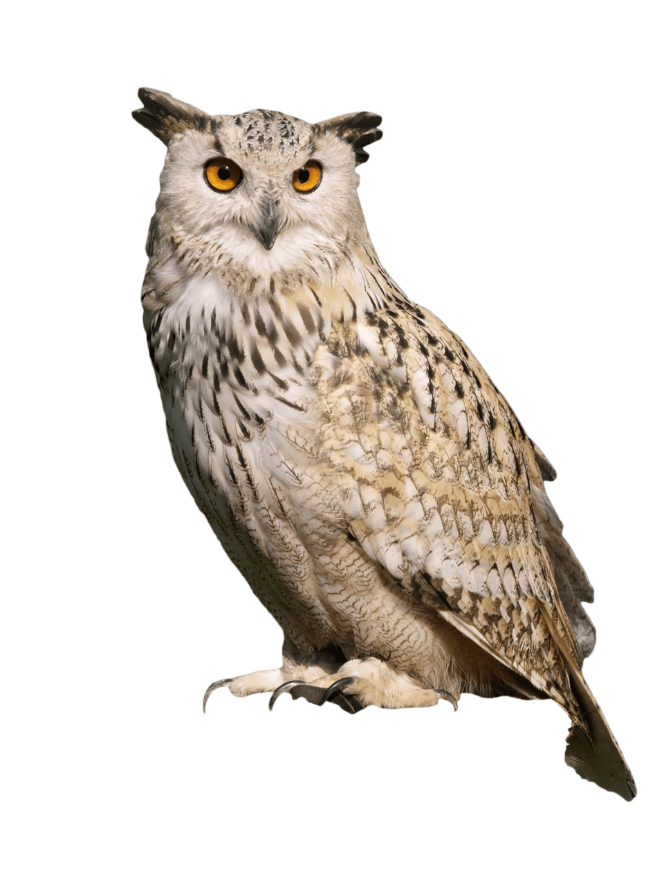 Owl sitt clipart background