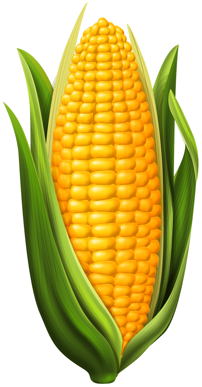 Ear corn clipart image