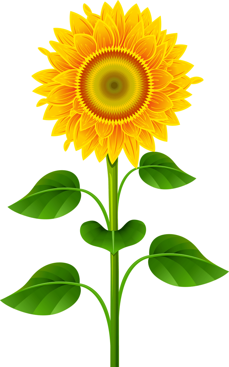 Yellow sunflower for fresh and vibrant look clipart logo