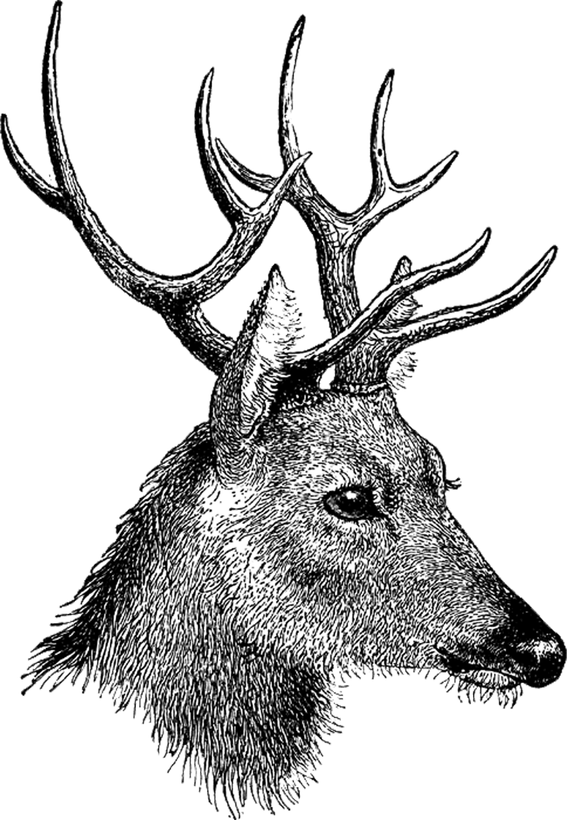 Vintage digital stamp oh deer clipart vector