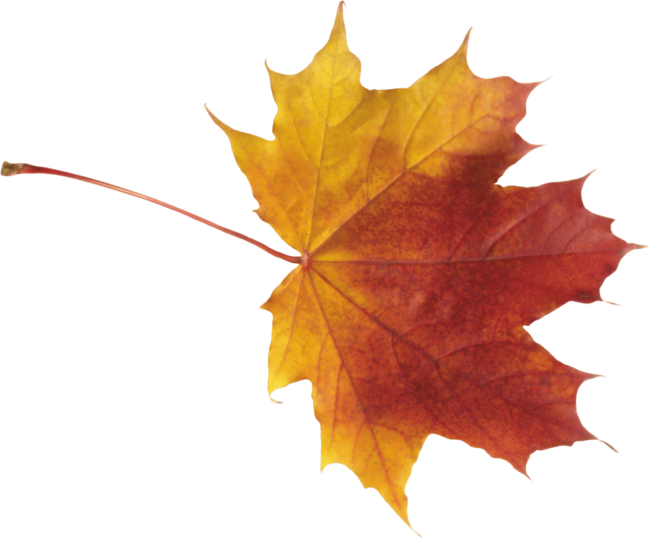 Autumn leaf clipart transparent 3