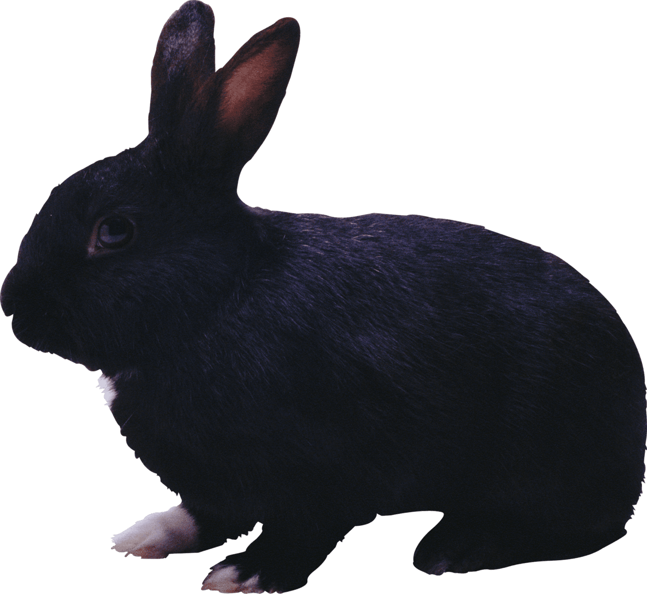 Black rabbit clipart picture