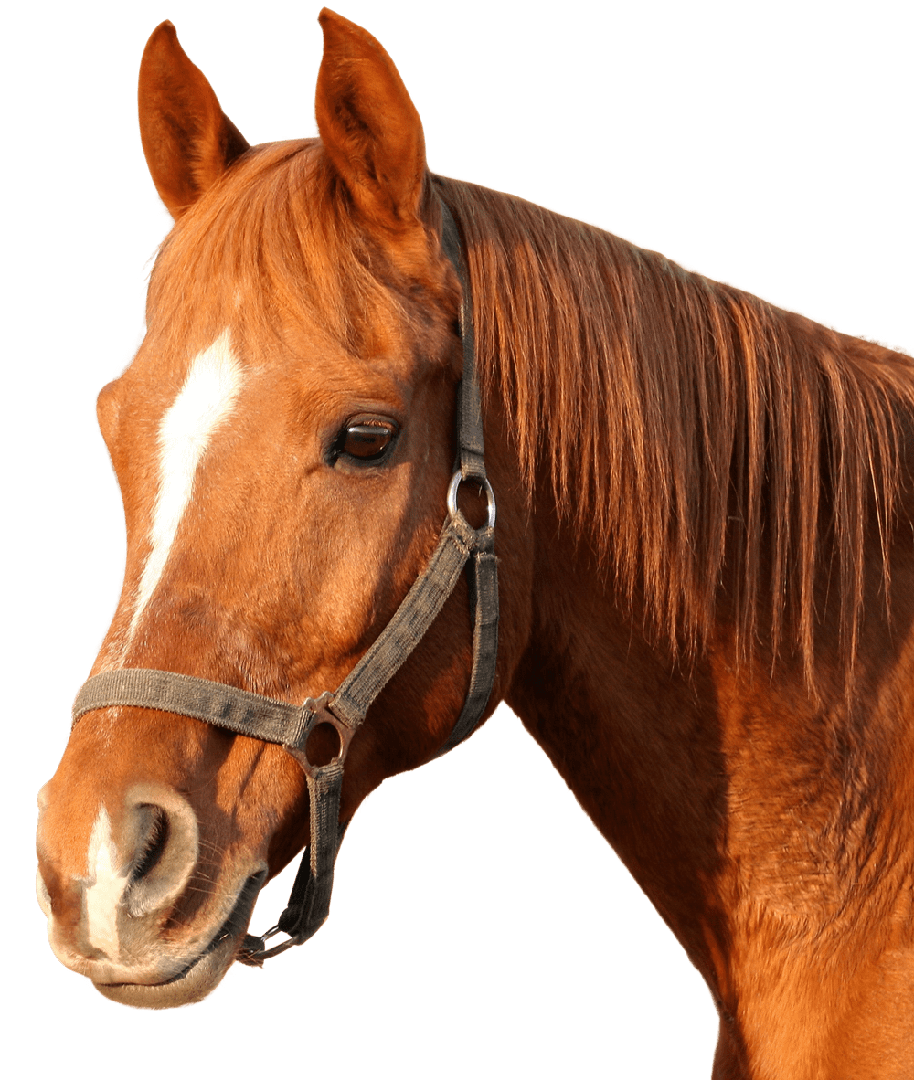 Horse clipart transparent