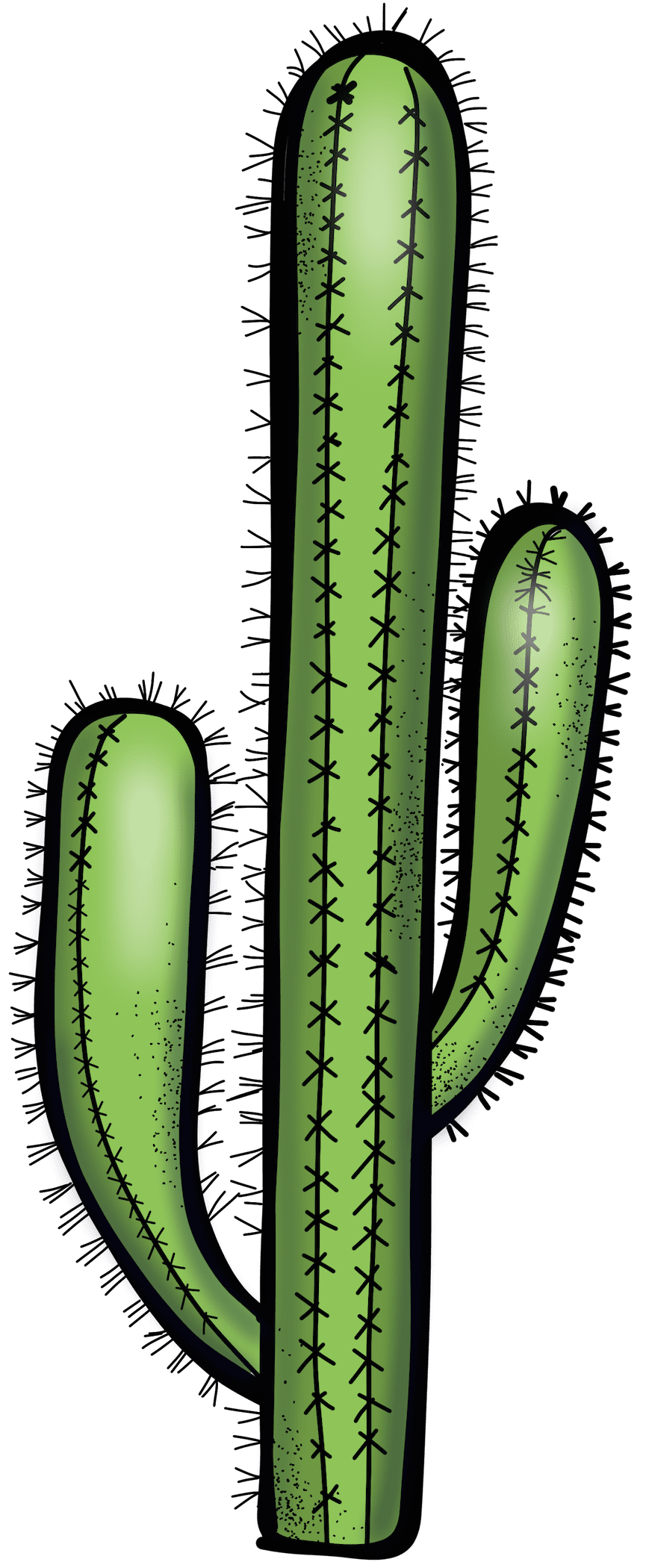 Cactus page clipart transparent