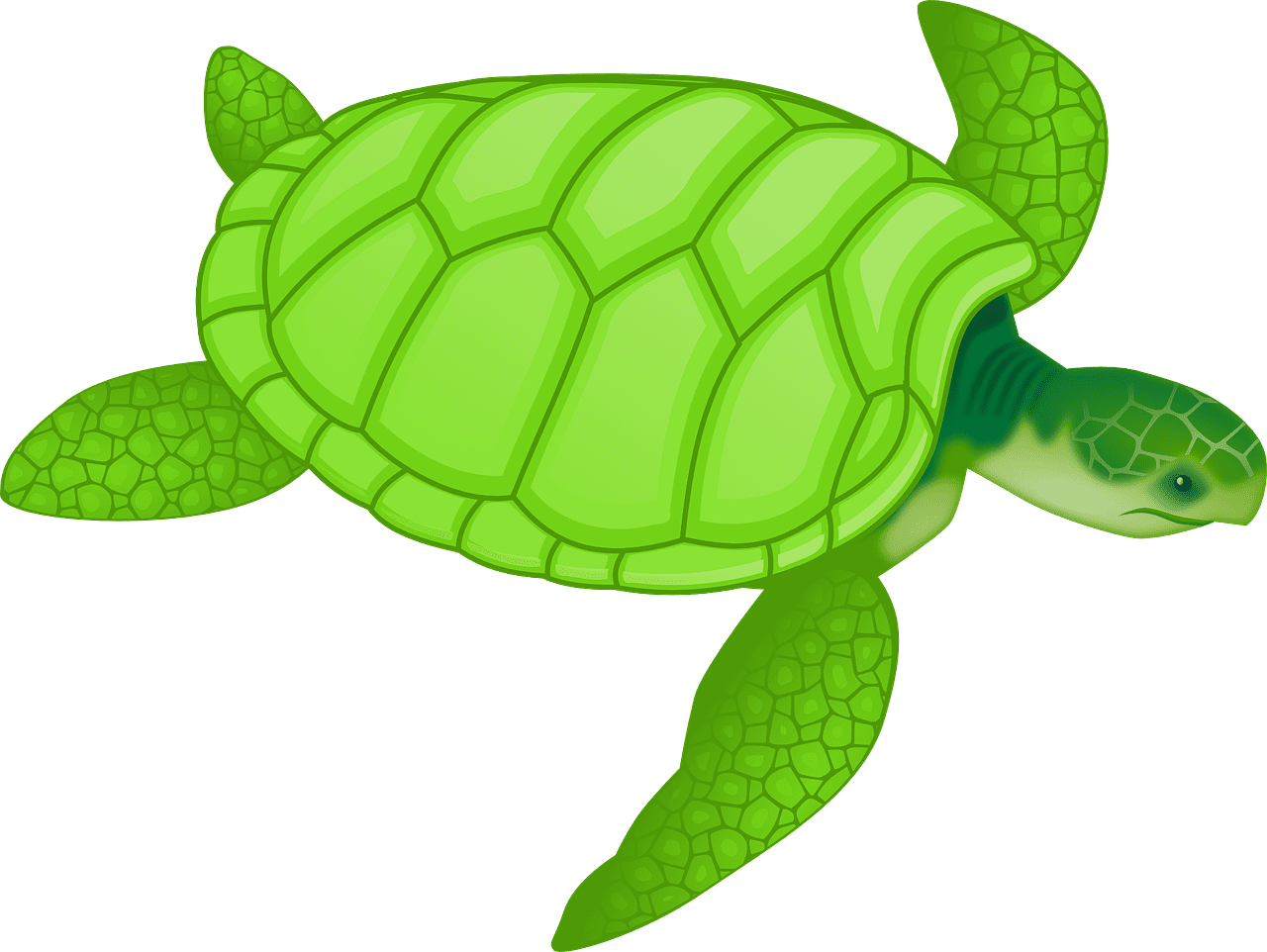 Animal turtle wildlife vector graphic cartoon green sea clipart