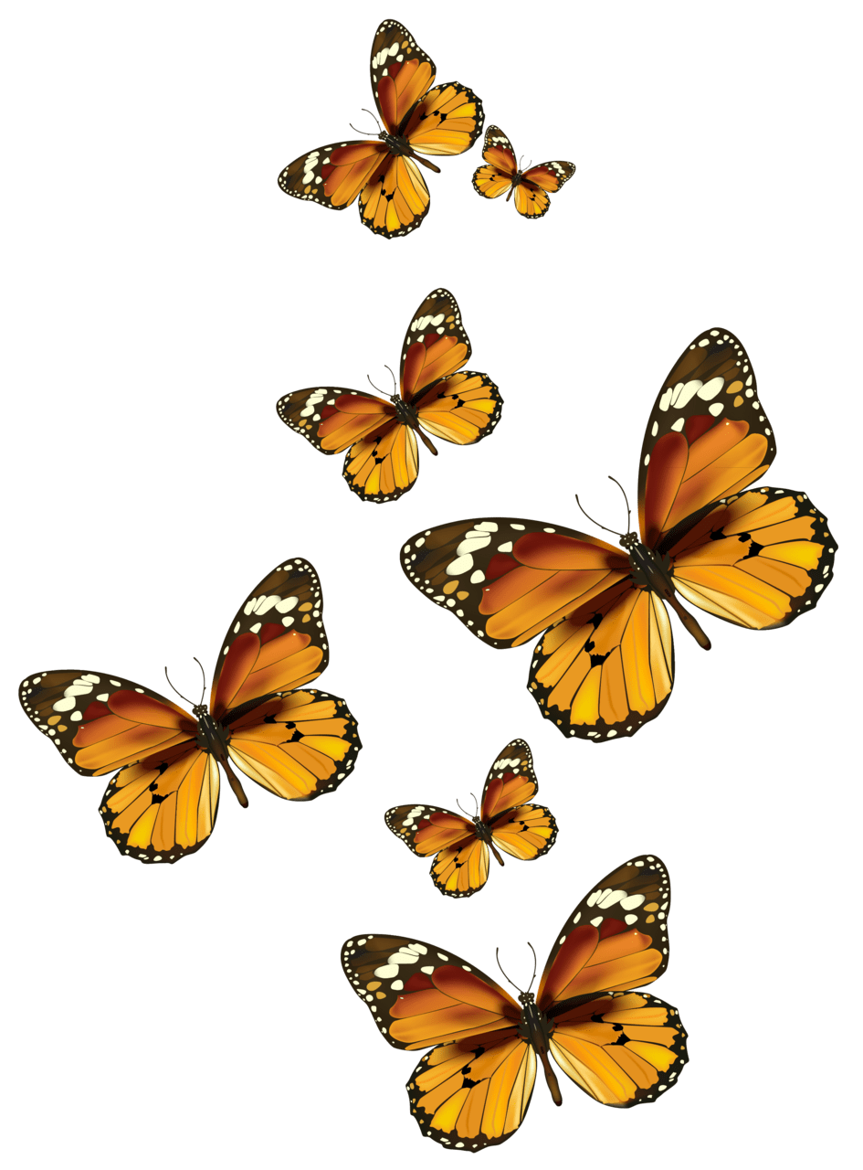 Butterflies vector clipart picture