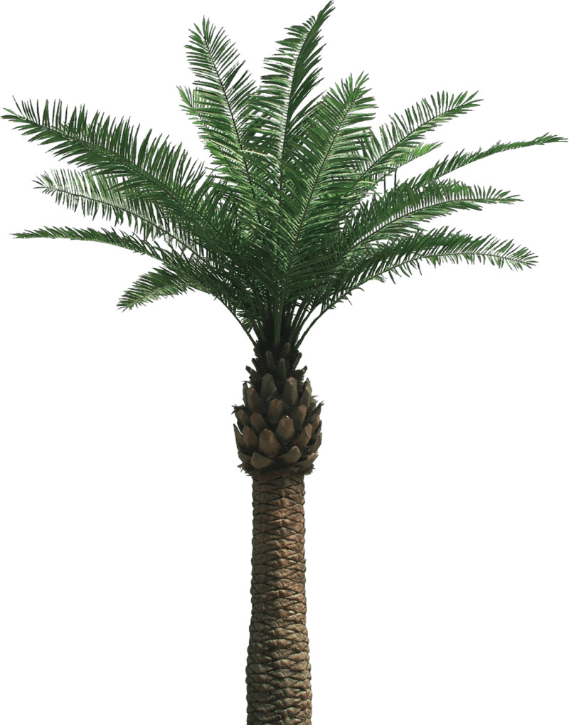 Palm tree clipart background