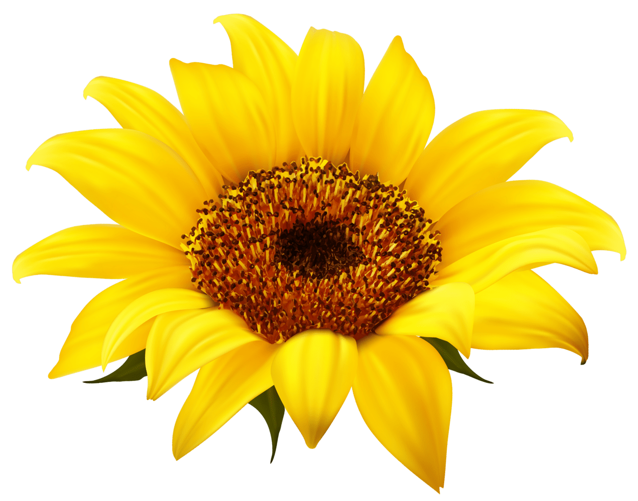 Sunflower clipart image 2