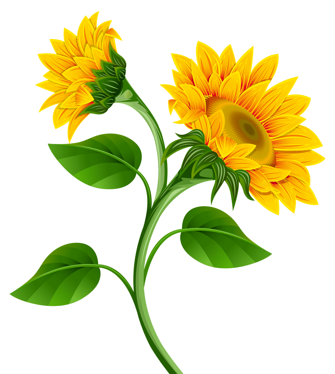 Sunflower clipart image flower painting art drawing