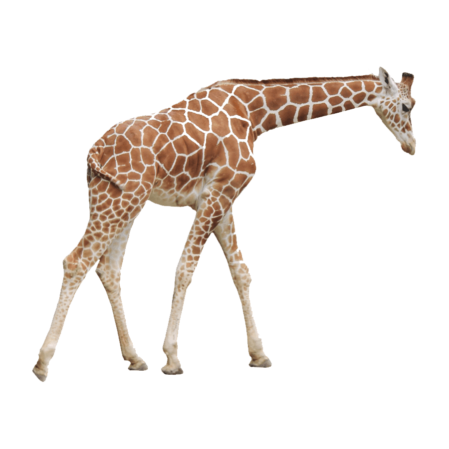 Giraffe images hd photo clipart 2