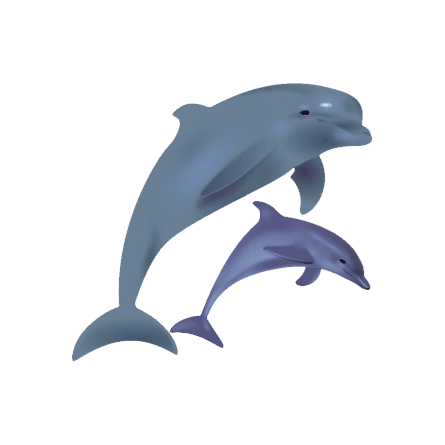 Dolphin dusky dolph images hd photo clipart 2