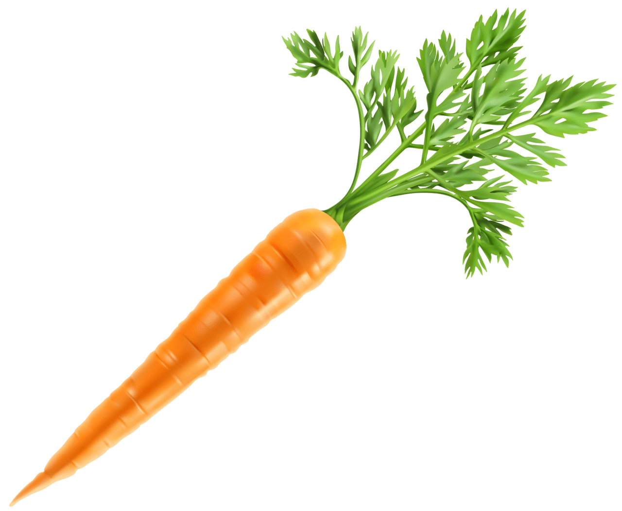 Fresh carrot clipart image