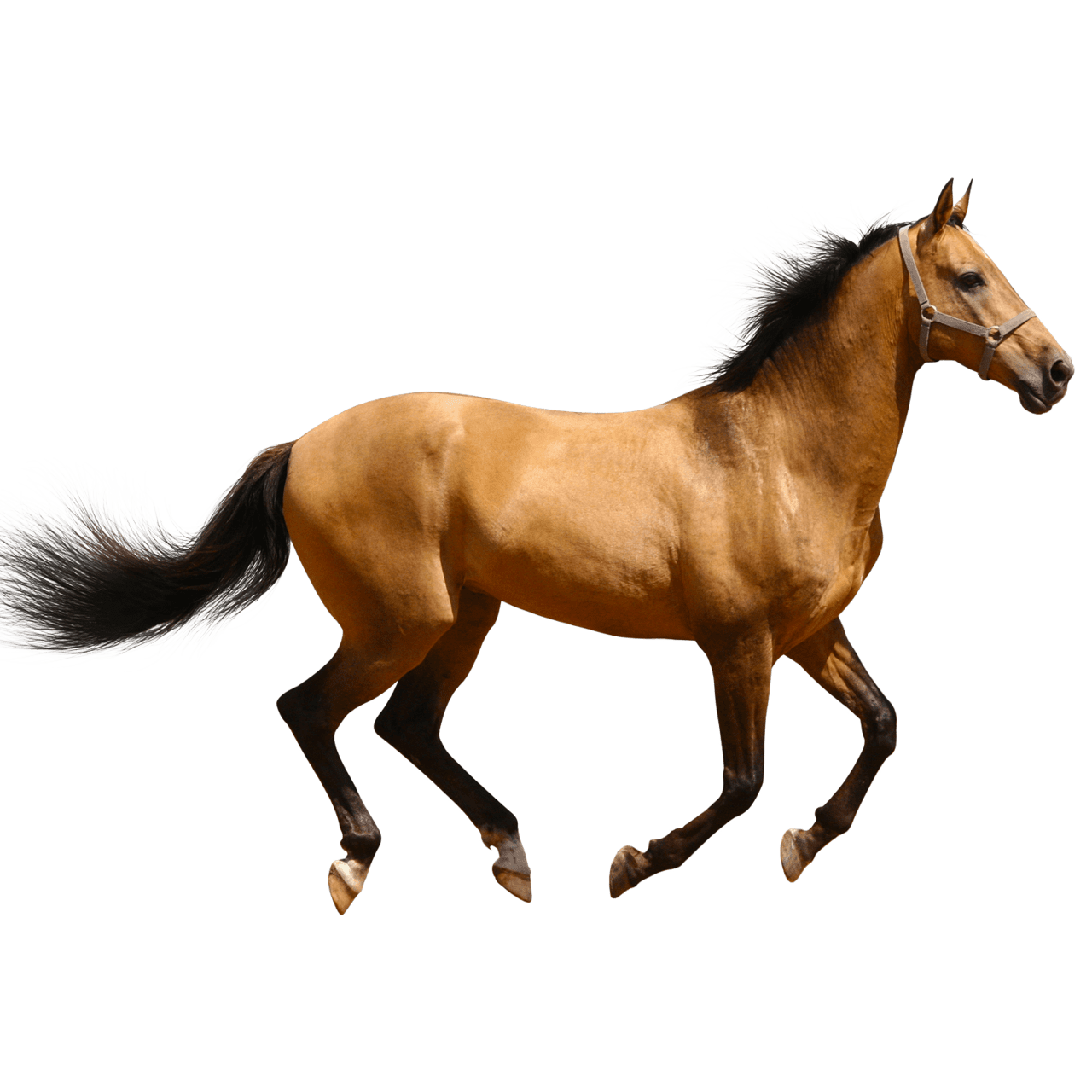 Horse running brown sideview stic clipart vector