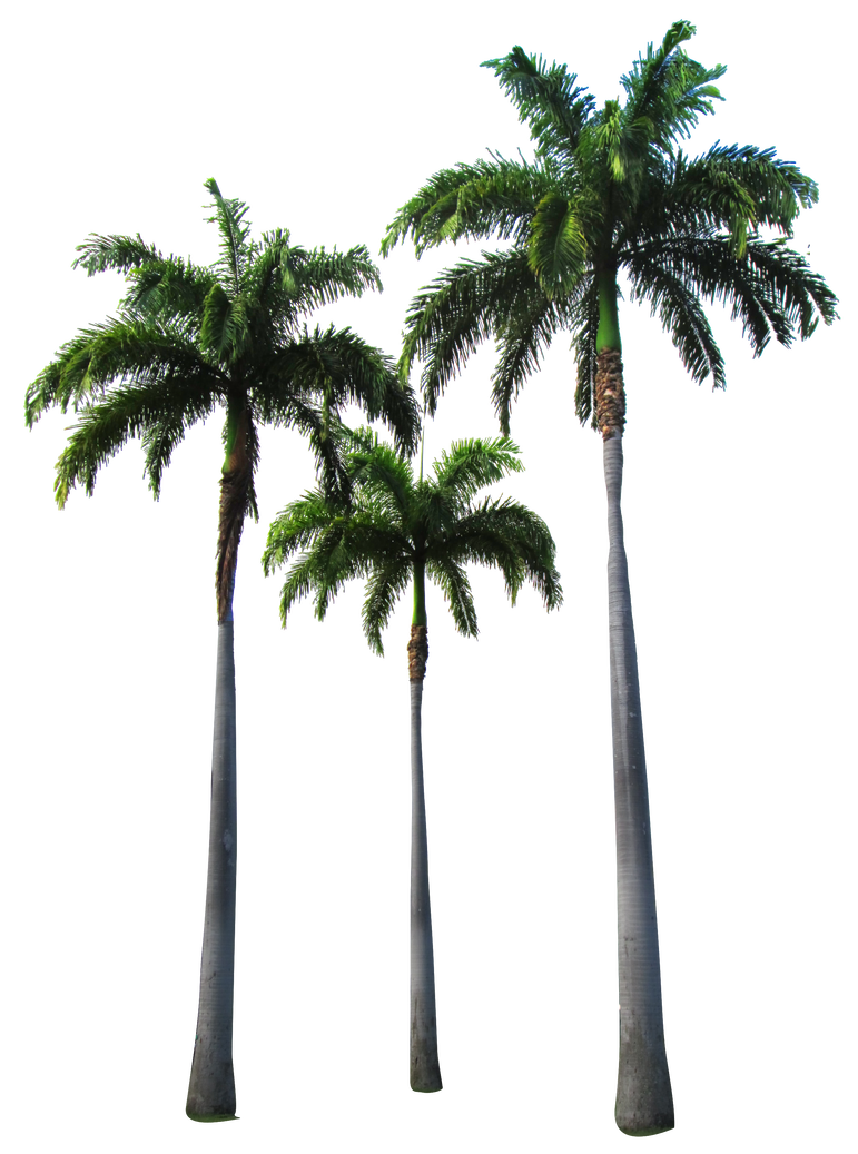 Palm tree by owhl deviantart clipart transparent