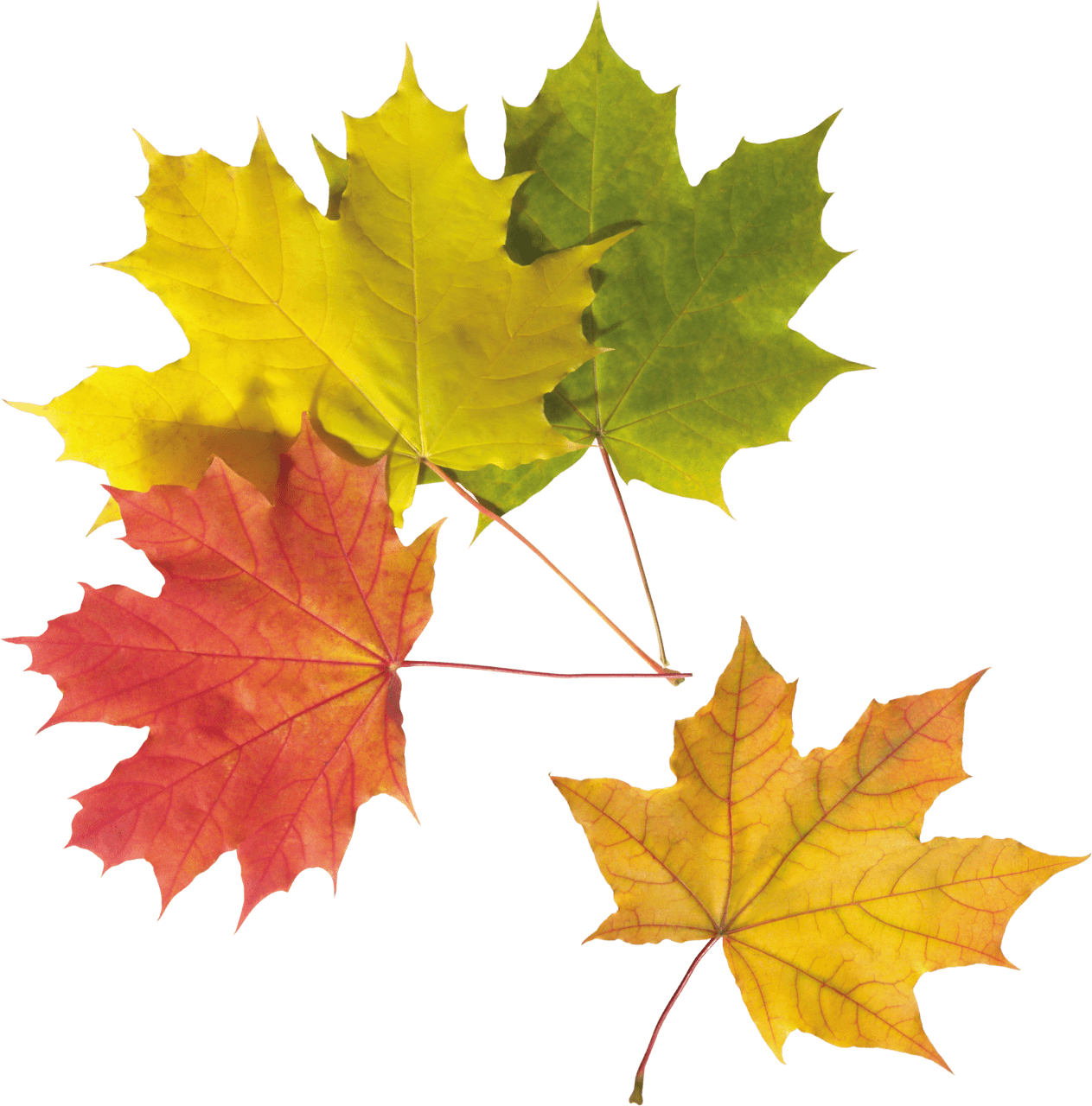 Fall leaves colorful leaf clipart vector