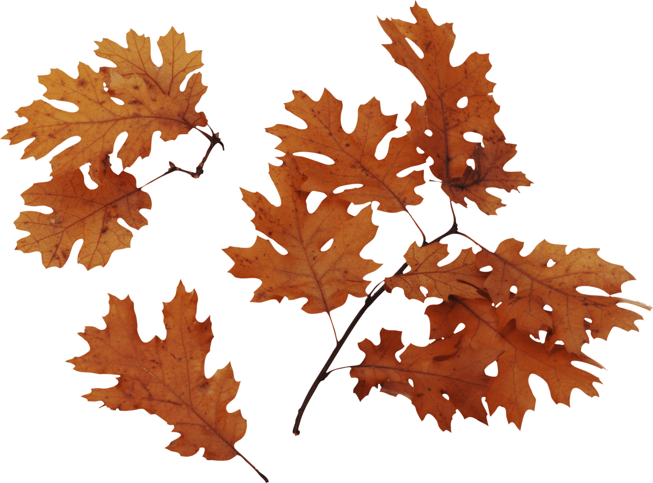 Fall leaf vibrant maple in autumn clipart background