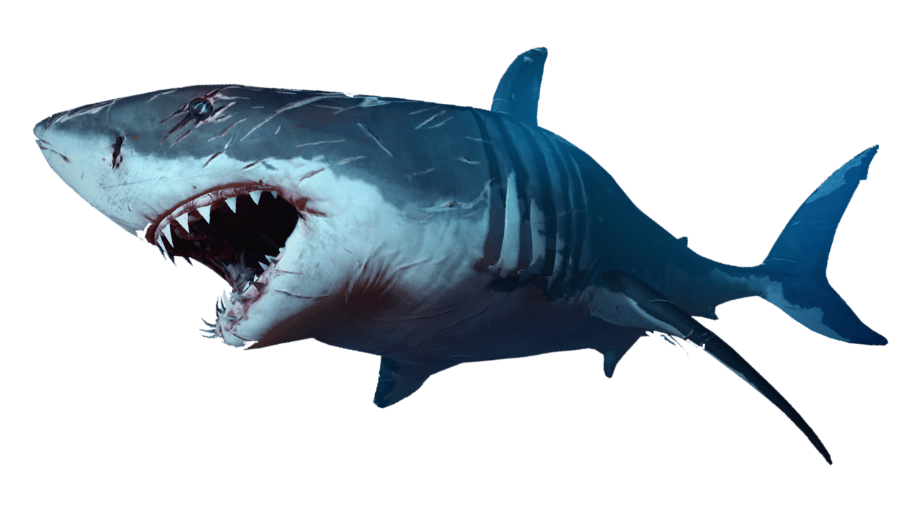 Shark picture hq fre img clipart