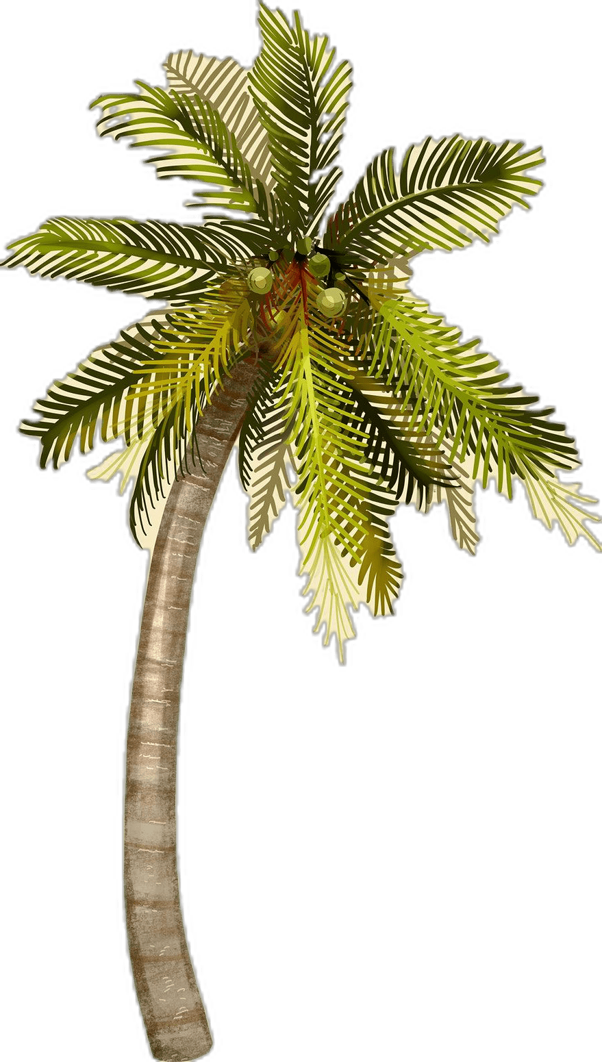 Premium image of tropical coconut palm tree by thanasak slalom about isolated and draw clipart