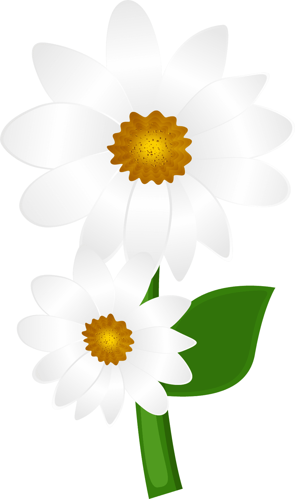 Daisy white daisies clipart my drawings photo