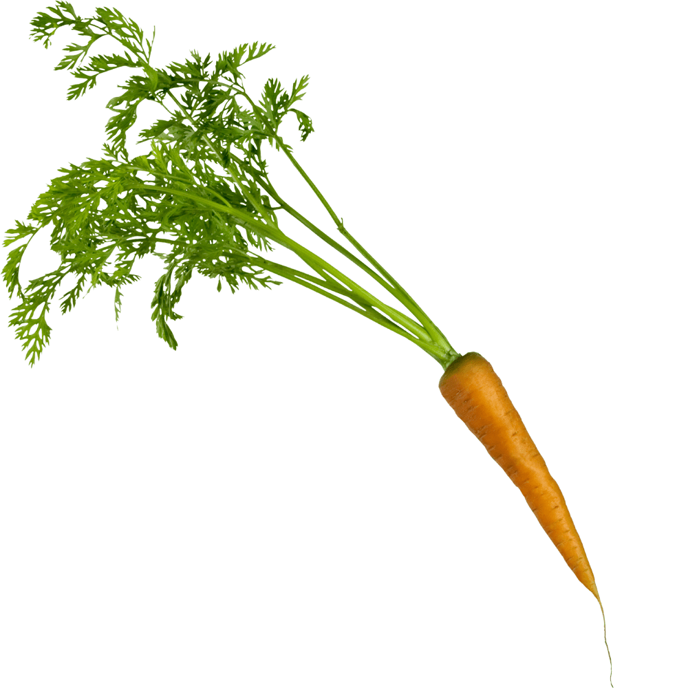 Carrot greens images hd photo clipart