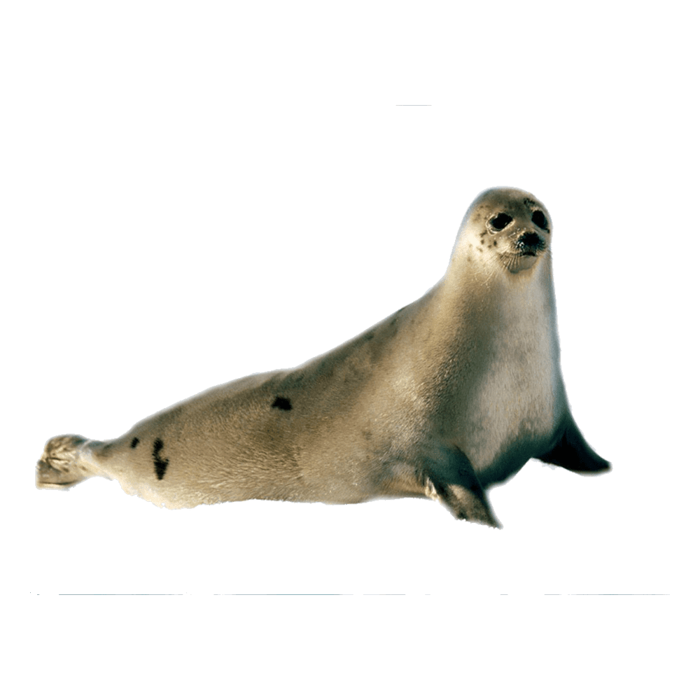 Sea lion images hd photo clipart