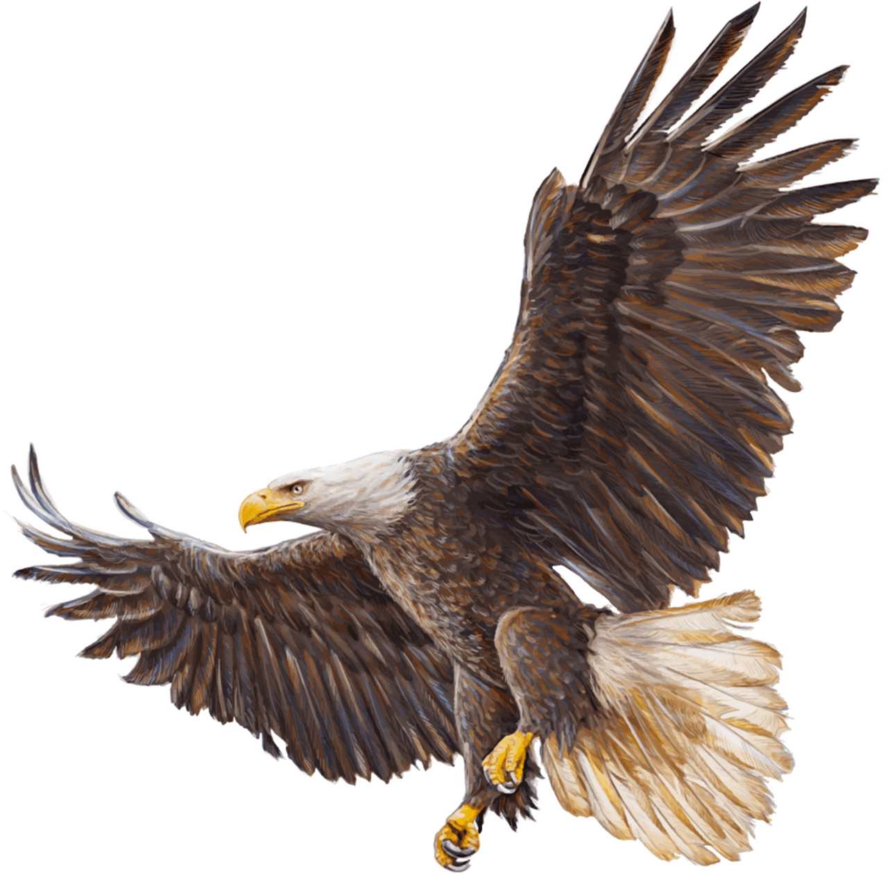 Eagle page clipart vector