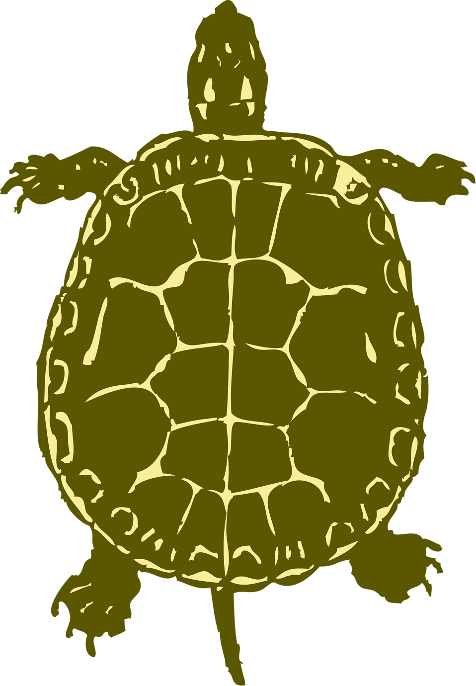 Turtle photo of schildkr te malerei vektorgrafik kostenlos clipart