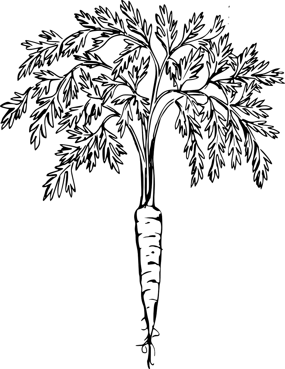 Carrot root vegetable vector graphic clipart