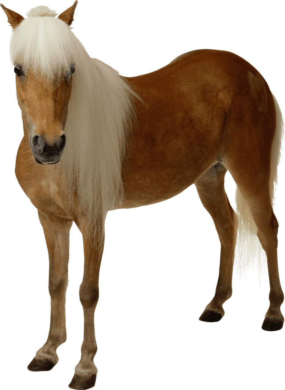 Brown horse with long hair clipart background