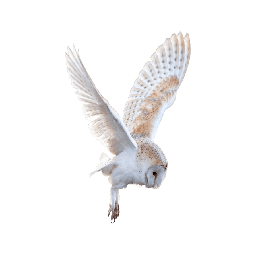 Barn owl images hd photo clipart