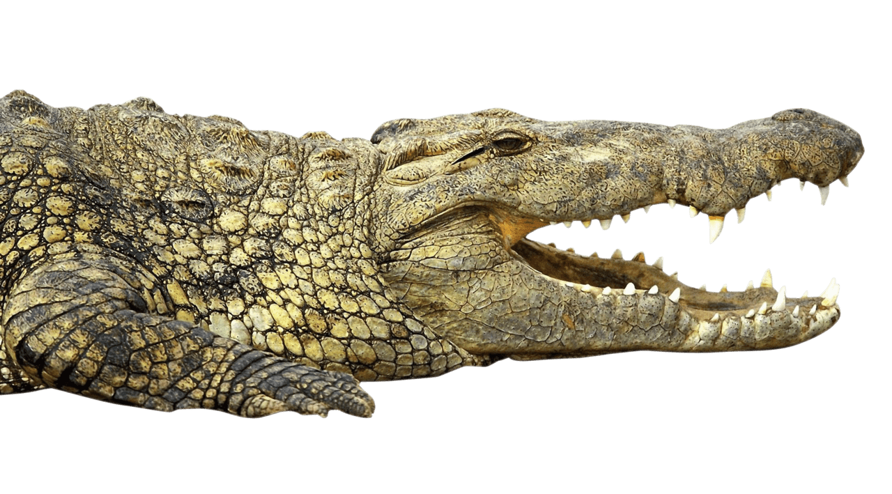 Alligator crocodile clipart free